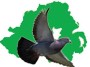 NI Racing Pigeon