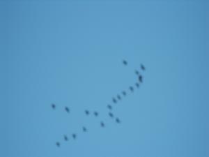 2011_0111movethegeeseon0002.JPG