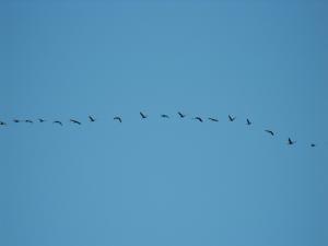 2011_0111movethegeeseon0003.JPG
