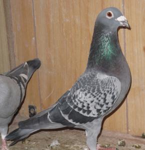 Pb Old Cock 2_1.jpg