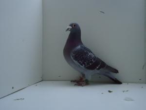 class 3. old cock 039.JPG