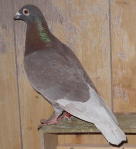 PB Old Cock_1.jpg