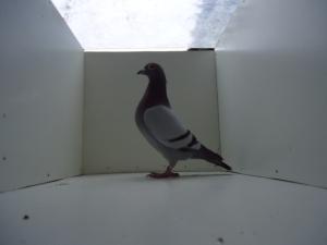 class 3. old cock 030.JPG