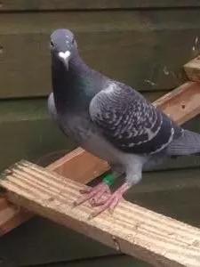 image.jpg