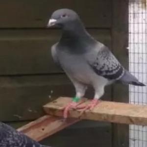 image.jpg