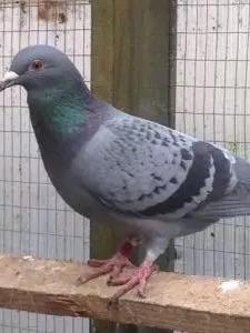 image.jpg