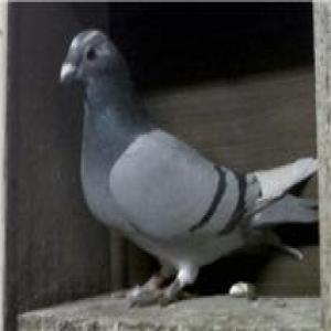 Blue pied hen.jpg