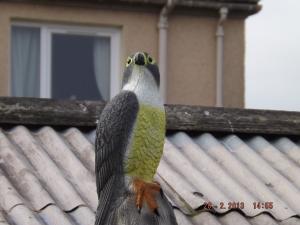 ornhawks 005.JPG