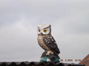 ornhawks 003.JPG