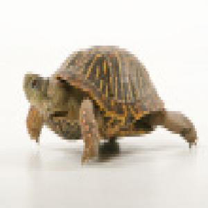 stock-photo-18500995-turtle-walking.jpg