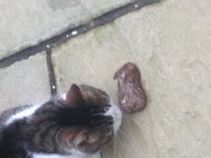 post-11246-14547696553314_thumb.jpeg