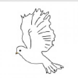 stock-flash-7702578-flying-bird-pigeon.jpg