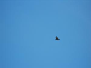 2011_0319levenbeacho30010.JPG