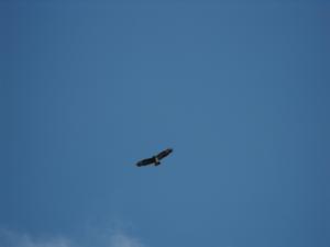 2011_0319levenbeacho30009.JPG