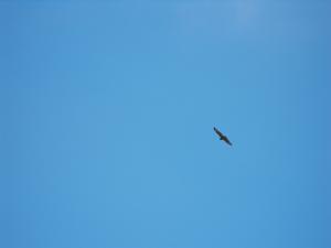 2011_0319levenbeacho30008.JPG