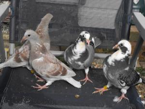 2011_0323MOLEYBs0004.JPG