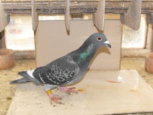 2012_0316birds16march0003.JPG