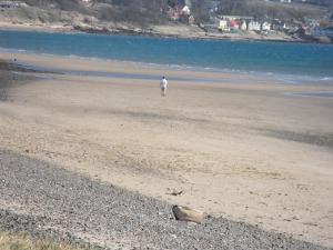 2012_0321forthlevenbeech21mar0006.JPG