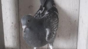 DSC00005.JPG
