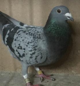post-10492-14592664443591_thumb.jpeg
