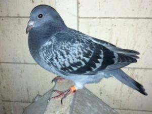 IMG_0207.JPG