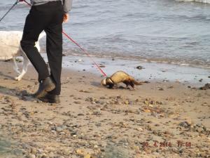 ferret beach 010.JPG