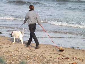 ferret beach 011.JPG