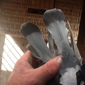 post-3161-14614901606902_thumb.jpeg