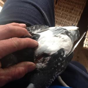 post-3161-14614901827075_thumb.jpeg