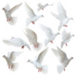 stock-photo-21039283-white-doves-flying-away.jpg
