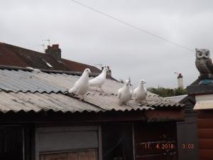 DSCF4961.JPG