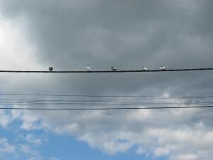 IMG_0656.jpg