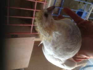 post-11246-14641101284912_thumb.jpeg
