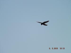 DSCF3636.JPG