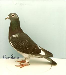 Brown & Black pigeon see text.jpg