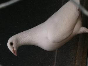 post-33022-15891443863538_thumb.jpg