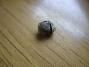 post-428-1277849918815_thumb.jpg