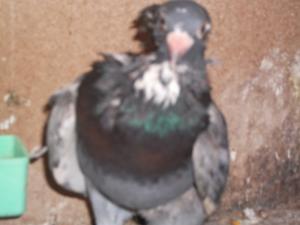 DSCF0240.JPG