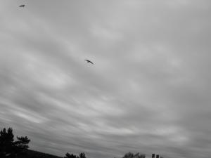 2012_06020009.JPG