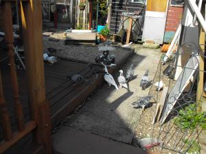 youngbirds 001.JPG