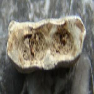 duivenring3rings.jpg