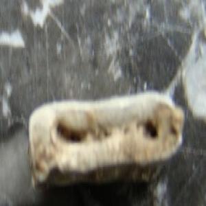 duivenring4ringds.jpg