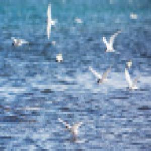 stock-photo-20705930-birds-in-iceland.jpg