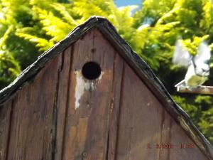 backgarden2.6.13 017.JPG