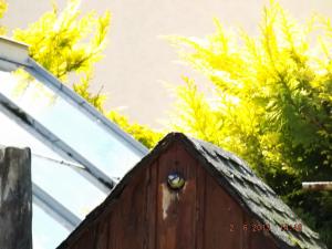 backgarden2.6.13 012.JPG