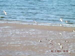pigeonsonbeach 001.JPG