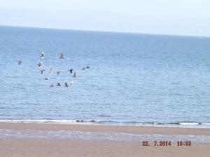 pigeonsonbeach 002.JPG