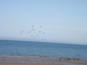 pigeonsonbeach 003.JPG