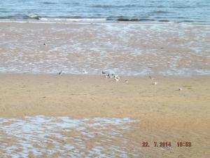 pigeonsonbeach 004.JPG
