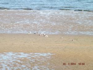 pigeonsonbeach 005.JPG